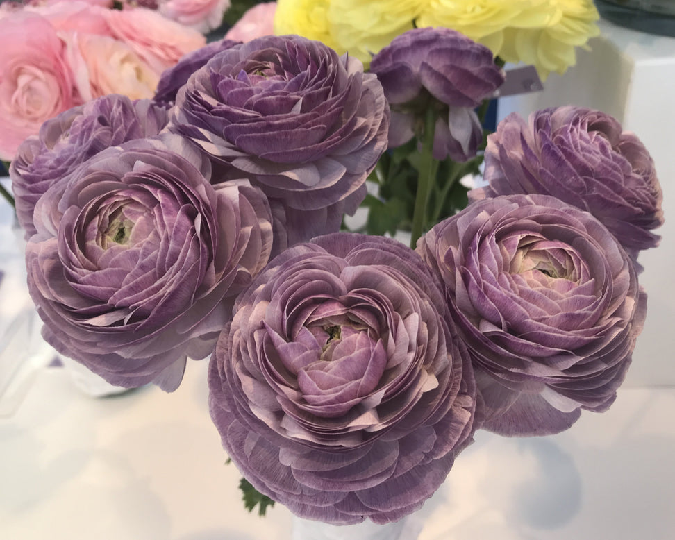 Ranunculus Bulbs Pink purple Corms Growing Bonsai Roots Rhizomes Tubers Potted Planting Reblooming Fragrant Garden Species Blooms Flower Seeds Plant Gardening