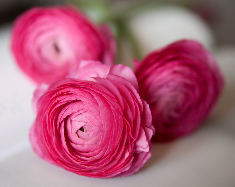 Rosa Ranunculus Bulbs Corms Growing Bonsai Roots Rhizomes Tubers Potted Planting Reblooming Fragrant Garden Species Blooms Flower Seeds Plant Gardening