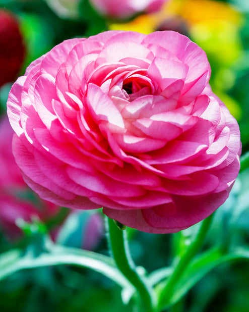 Rosa Ranunculus Bulbs Corms Growing Bonsai Roots Rhizomes Tubers Potted Planting Reblooming Fragrant Garden Species Blooms Flower Seeds Plant Gardening