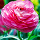 Rosa Ranunculus Bulbs Corms Growing Bonsai Roots Rhizomes Tubers Potted Planting Reblooming Fragrant Garden Species Blooms Flower Seeds Plant Gardening