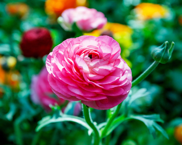 Rosa Ranunculus Bulbs Corms Growing Bonsai Roots Rhizomes Tubers Potted Planting Reblooming Fragrant Garden Species Blooms Flower Seeds Plant Gardening
