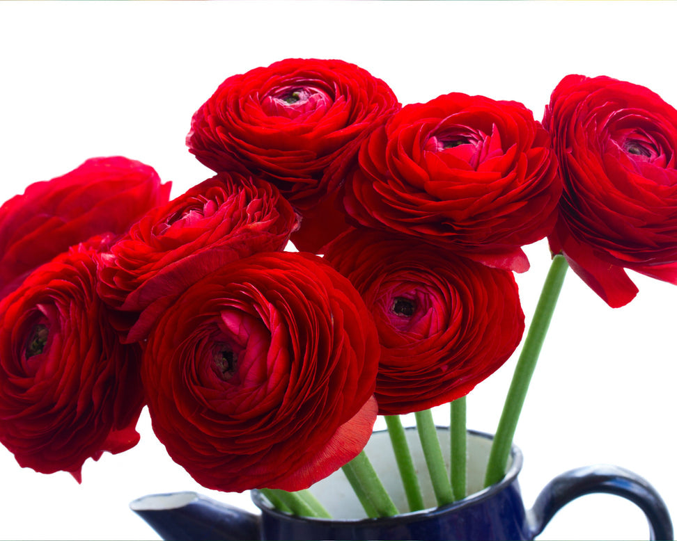 Rosso Ranunculus  Corms Bulbs Growing Bonsai Roots Rhizomes Tubers Potted Planting Reblooming Fragrant Garden Species Blooms Flower Seeds Plant Gardening