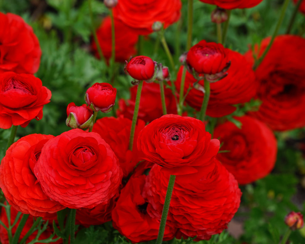 Rosso Ranunculus  Corms Bulbs Growing Bonsai Roots Rhizomes Tubers Potted Planting Reblooming Fragrant Garden Species Blooms Flower Seeds Plant Gardening