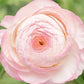 Bianco Sfumato Ranunculus Corms Bulbs Persian Buttercup Growing Bonsai Roots Rhizomes Tubers Potted Planting Reblooming Fragrant Garden Species Blooms Flower Seeds Plant Gardening