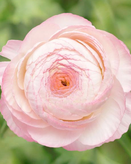 Bianco Sfumato Ranunculus Corms Bulbs Persian Buttercup Growing Bonsai Roots Rhizomes Tubers Potted Planting Reblooming Fragrant Garden Species Blooms Flower Seeds Plant Gardening