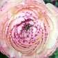 Striato Bianco Ranunculus Bulbs Corms Growing Bonsai Roots Rhizomes Tubers Potted Planting Reblooming Fragrant Garden Species Blooms Flower Seeds Plant Gardening