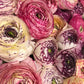 Striato Bianco Ranunculus Bulbs Corms Growing Bonsai Roots Rhizomes Tubers Potted Planting Reblooming Fragrant Garden Species Blooms Flower Seeds Plant Gardening