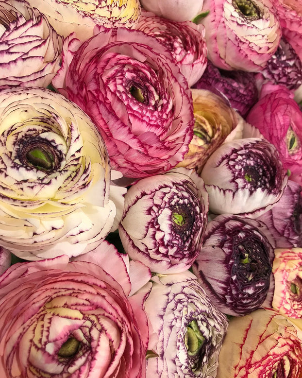Striato Bianco Ranunculus Bulbs Corms Growing Bonsai Roots Rhizomes Tubers Potted Planting Reblooming Fragrant Garden Species Blooms Flower Seeds Plant Gardening
