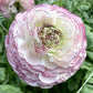 Striato Bianco Ranunculus Bulbs Corms Growing Bonsai Roots Rhizomes Tubers Potted Planting Reblooming Fragrant Garden Species Blooms Flower Seeds Plant Gardening