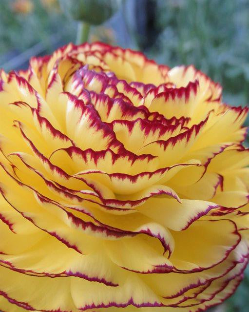Striato Giallo Ranunculus Bulbs Corms Growing Bonsai Roots Rhizomes Tubers Potted Planting Reblooming Fragrant Garden Species Blooms Flower Seeds Plant Gardening