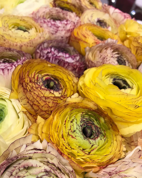Striato Giallo Ranunculus Corms Bulbs Persian Buttercup Growing Bonsai Roots Rhizomes Tubers Potted Planting Reblooming Fragrant Garden Species Blooms Flower Seeds Plant Gardening