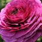 Elegance Viola Ranunculus  Corms Bulbs Growing Bonsai Roots Rhizomes Tubers Potted Planting Reblooming Fragrant Garden Species Blooms Flower Seeds Plant Gardening