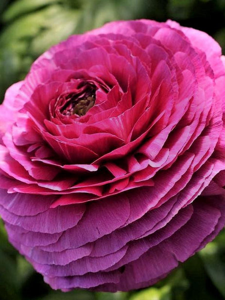 Elegance Viola Ranunculus  Corms Bulbs Growing Bonsai Roots Rhizomes Tubers Potted Planting Reblooming Fragrant Garden Species Blooms Flower Seeds Plant Gardening