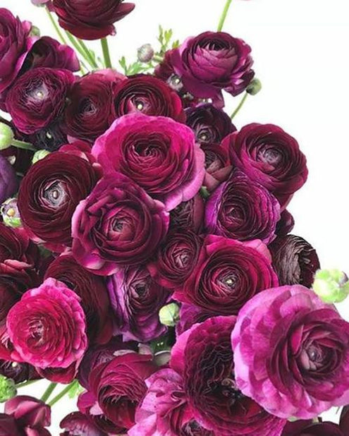 Elegance Viola Ranunculus  Corms Bulbs Growing Bonsai Roots Rhizomes Tubers Potted Planting Reblooming Fragrant Garden Species Blooms Flower Seeds Plant Gardening