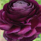 Elegance Viola Ranunculus  Corms Bulbs Growing Bonsai Roots Rhizomes Tubers Potted Planting Reblooming Fragrant Garden Species Blooms Flower Seeds Plant Gardening