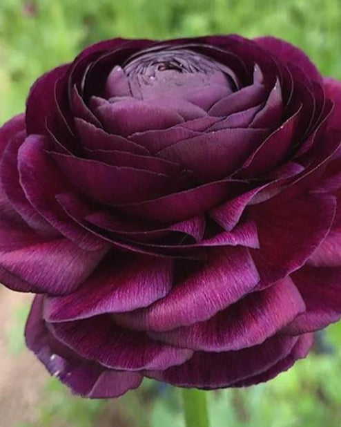 Elegance Viola Ranunculus  Corms Bulbs Growing Bonsai Roots Rhizomes Tubers Potted Planting Reblooming Fragrant Garden Species Blooms Flower Seeds Plant Gardening