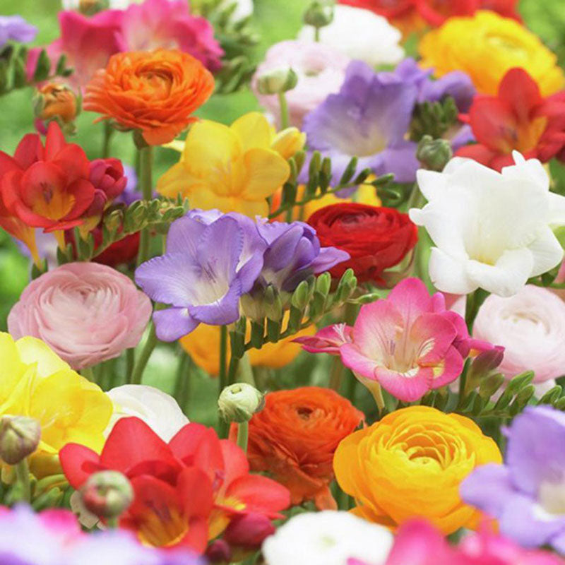 Ranunculus Mix Corms Bulbs Growing Bonsai Roots Rhizomes Tubers Potted Planting Reblooming Fragrant Garden Species Blooms Flower Seeds Plant Gardening