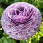 Ranunculus Bulbs Pink purple Corms Growing Bonsai Roots Rhizomes Tubers Potted Planting Reblooming Fragrant Garden Species Blooms Flower Seeds Plant Gardening