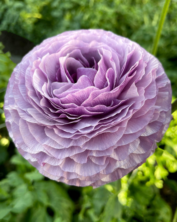 Ranunculus Bulbs Pink purple Corms Growing Bonsai Roots Rhizomes Tubers Potted Planting Reblooming Fragrant Garden Species Blooms Flower Seeds Plant Gardening