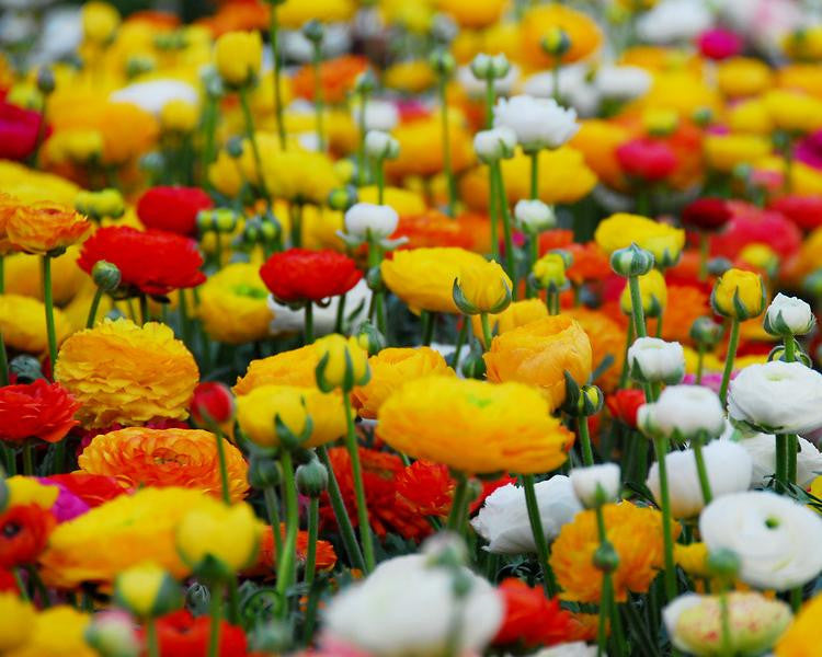 Ranunculus Mix Corms Bulbs Growing Bonsai Roots Rhizomes Tubers Potted Planting Reblooming Fragrant Garden Species Blooms Flower Seeds Plant Gardening