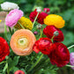 Ranunculus Mix Corms Bulbs Growing Bonsai Roots Rhizomes Tubers Potted Planting Reblooming Fragrant Garden Species Blooms Flower Seeds Plant Gardening