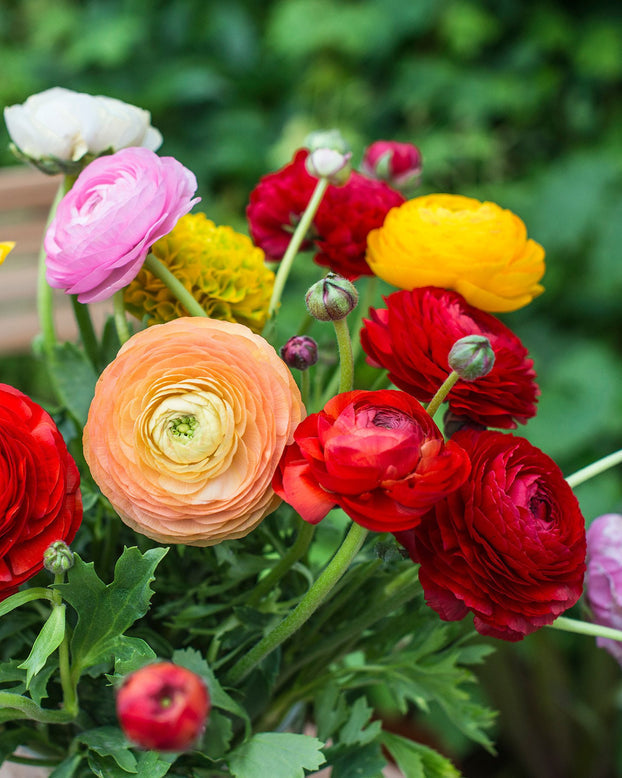 Ranunculus Mix Corms Bulbs Growing Bonsai Roots Rhizomes Tubers Potted Planting Reblooming Fragrant Garden Species Blooms Flower Seeds Plant Gardening