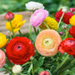 Ranunculus Mix Corms Bulbs Growing Bonsai Roots Rhizomes Tubers Potted Planting Reblooming Fragrant Garden Species Blooms Flower Seeds Plant Gardening