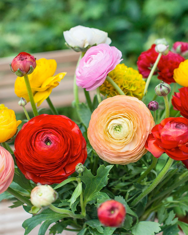 Ranunculus Mix Corms Bulbs Growing Bonsai Roots Rhizomes Tubers Potted Planting Reblooming Fragrant Garden Species Blooms Flower Seeds Plant Gardening