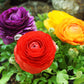 Ranunculus Mix Corms Bulbs Growing Bonsai Roots Rhizomes Tubers Potted Planting Reblooming Fragrant Garden Species Blooms Flower Seeds Plant Gardening