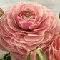 Porcelaine Ranunculus  Corms Bulbs Growing Bonsai Roots Rhizomes Tubers Potted Planting Reblooming Fragrant Garden Species Blooms Flower Seeds Plant Gardening