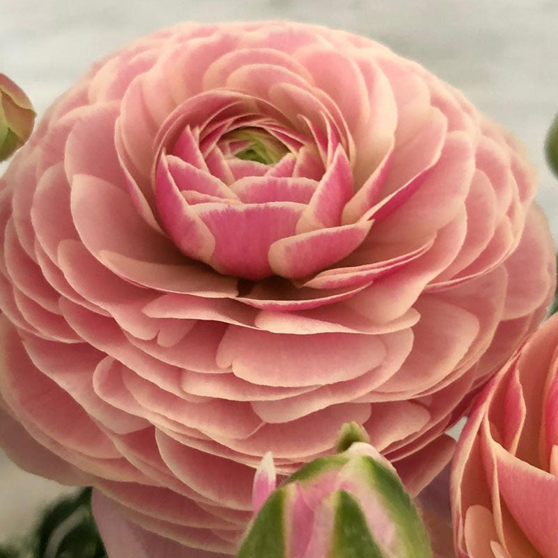 Porcelaine Ranunculus  Corms Bulbs Growing Bonsai Roots Rhizomes Tubers Potted Planting Reblooming Fragrant Garden Species Blooms Flower Seeds Plant Gardening