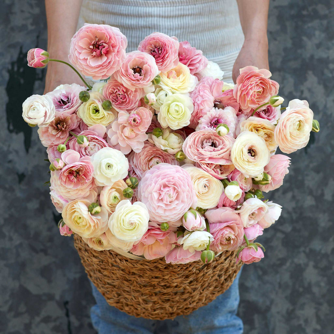 Porcelaine Ranunculus  Corms Bulbs Growing Bonsai Roots Rhizomes Tubers Potted Planting Reblooming Fragrant Garden Species Blooms Flower Seeds Plant Gardening