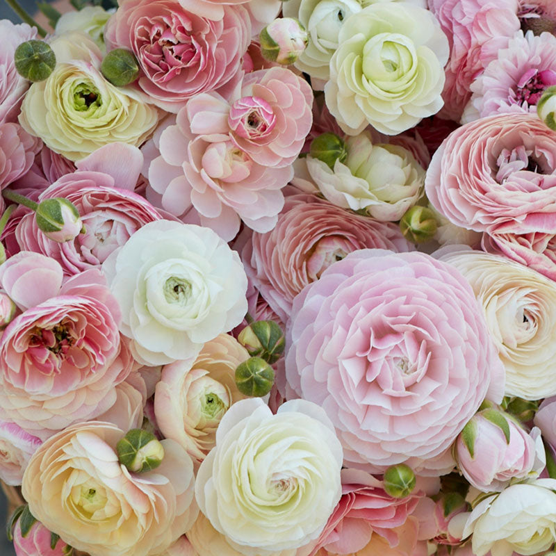 Porcelaine Ranunculus  Corms Bulbs Growing Bonsai Roots Rhizomes Tubers Potted Planting Reblooming Fragrant Garden Species Blooms Flower Seeds Plant Gardening