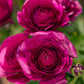 Aviv Purple Ranunculus  Corms Bulbs Growing Bonsai Roots Rhizomes Tubers Potted Planting Reblooming Fragrant Garden Species Blooms Flower Seeds Plant Gardening
