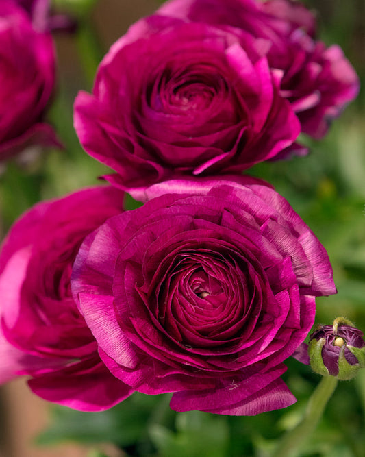 Aviv Purple Ranunculus  Corms Bulbs Growing Bonsai Roots Rhizomes Tubers Potted Planting Reblooming Fragrant Garden Species Blooms Flower Seeds Plant Gardening