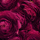 Aviv Purple Ranunculus  Corms Bulbs Growing Bonsai Roots Rhizomes Tubers Potted Planting Reblooming Fragrant Garden Species Blooms Flower Seeds Plant Gardening