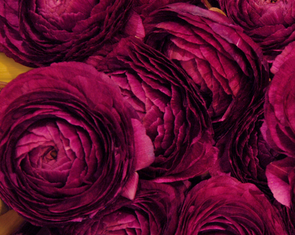 Aviv Purple Ranunculus  Corms Bulbs Growing Bonsai Roots Rhizomes Tubers Potted Planting Reblooming Fragrant Garden Species Blooms Flower Seeds Plant Gardening
