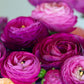 Aviv Purple Ranunculus Corms Bulbs Persian Buttercup Growing Bonsai Roots Rhizomes Tubers Potted Planting Reblooming Fragrant Garden Species Blooms Flower Seeds Plant Gardening