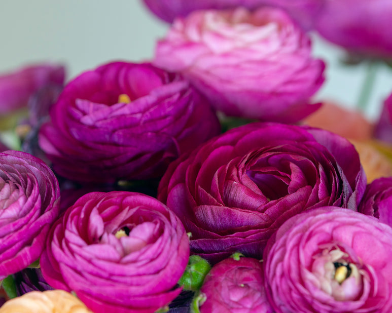 Aviv Purple Ranunculus Corms Bulbs Persian Buttercup Growing Bonsai Roots Rhizomes Tubers Potted Planting Reblooming Fragrant Garden Species Blooms Flower Seeds Plant Gardening