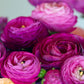 Aviv Purple Ranunculus  Corms Bulbs Growing Bonsai Roots Rhizomes Tubers Potted Planting Reblooming Fragrant Garden Species Blooms Flower Seeds Plant Gardening