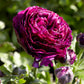 Aviv Purple Ranunculus  Corms Bulbs Growing Bonsai Roots Rhizomes Tubers Potted Planting Reblooming Fragrant Garden Species Blooms Flower Seeds Plant Gardening