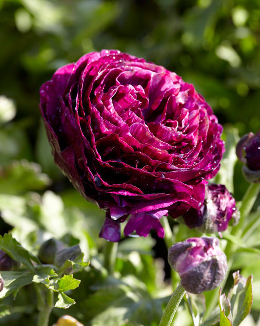 Aviv Purple Ranunculus Corms Bulbs Growing Bonsai Roots Rhizomes Tubers Potted Planting Reblooming Fragrant Garden Species Blooms Flower Seeds Plant Gardening