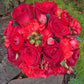 Ranunculus Bulbs Red Corms Growing Bonsai Roots Rhizomes Tubers Potted Planting Reblooming Fragrant Garden Species Blooms Flower Seeds Plant Gardening