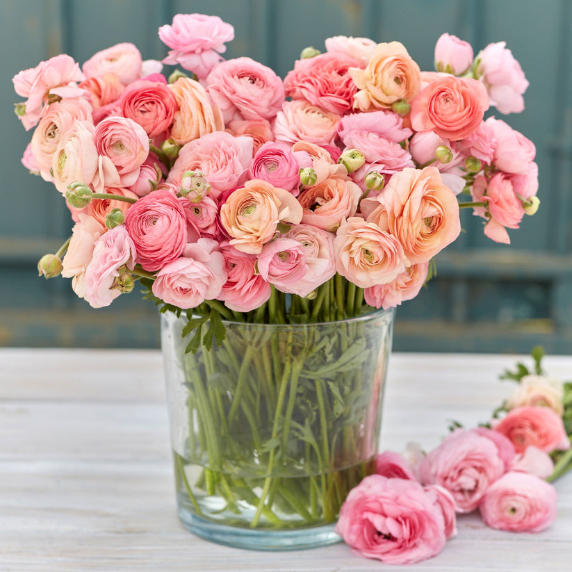 Romantic Mix Ranunculus Corms Bulbs Persian Buttercup Growing Bonsai Roots Rhizomes Tubers Potted Planting Reblooming Fragrant Garden Species Blooms Flower Seeds Plant Gardening