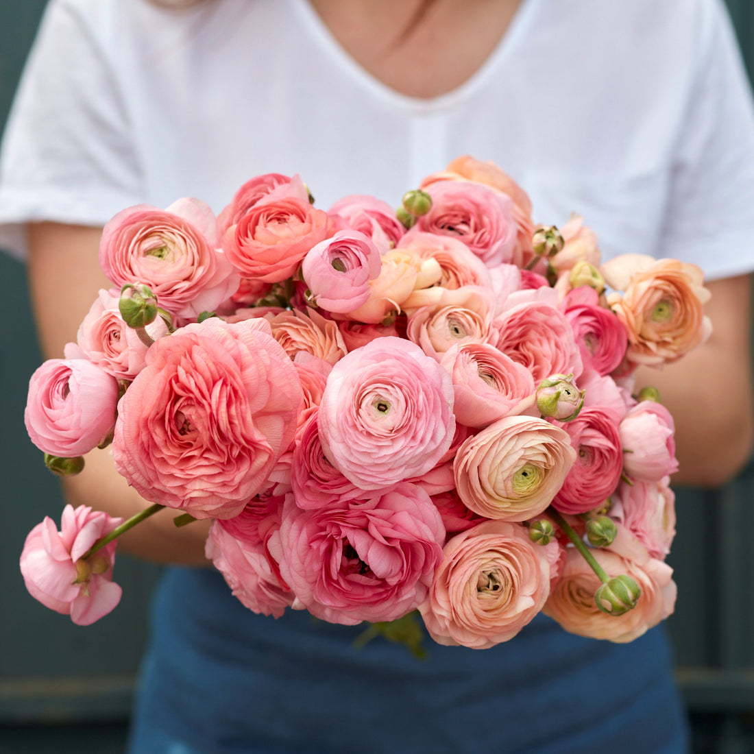 Romantic Mix Ranunculus Corms Bulbs Persian Buttercup Growing Bonsai Roots Rhizomes Tubers Potted Planting Reblooming Fragrant Garden Species Blooms Flower Seeds Plant Gardening