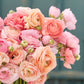 Romantic Mix Ranunculus Corms Bulbs Persian Buttercup Growing Bonsai Roots Rhizomes Tubers Potted Planting Reblooming Fragrant Garden Species Blooms Flower Seeds Plant Gardening
