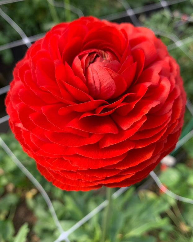 Rosso Ranunculus  Corms Bulbs Growing Bonsai Roots Rhizomes Tubers Potted Planting Reblooming Fragrant Garden Species Blooms Flower Seeds Plant Gardening