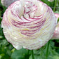 Striato Bianco Ranunculus Bulbs Corms Growing Bonsai Roots Rhizomes Tubers Potted Planting Reblooming Fragrant Garden Species Blooms Flower Seeds Plant Gardening