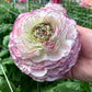 Striato Bianco Ranunculus Bulbs Corms Growing Bonsai Roots Rhizomes Tubers Potted Planting Reblooming Fragrant Garden Species Blooms Flower Seeds Plant Gardening