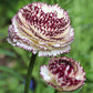 Striato Bianco Ranunculus Corms Bulbs Persian Buttercup Growing Bonsai Roots Rhizomes Tubers Potted Planting Reblooming Fragrant Garden Species Blooms Flower Seeds Plant Gardening